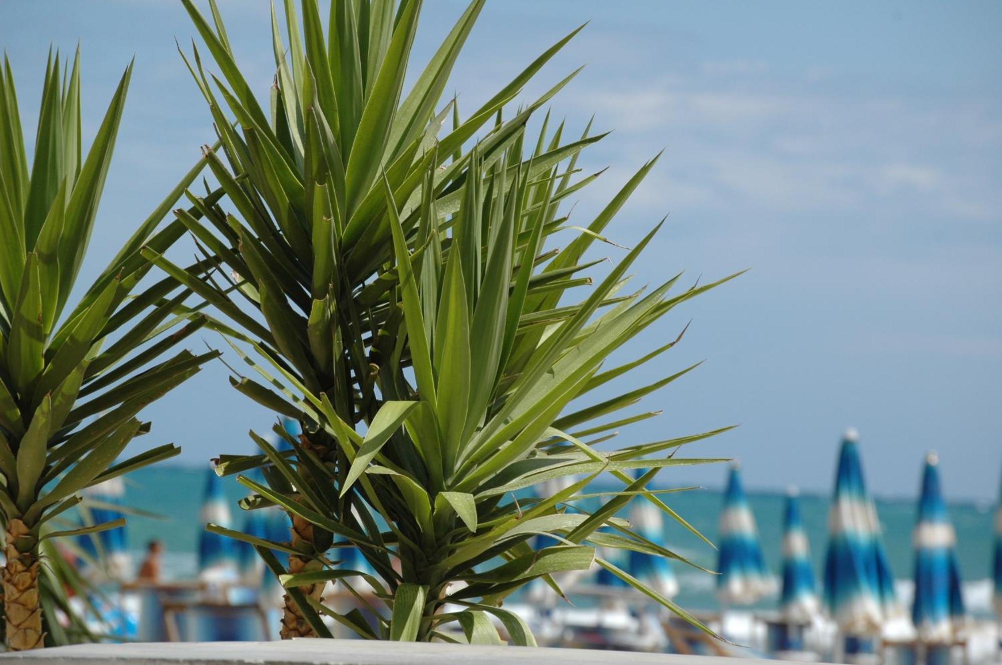 Baia Degli Aranci Camping Village Vieste Esterno foto