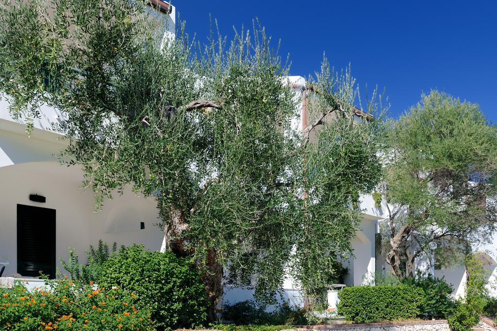 Baia Degli Aranci Camping Village Vieste Esterno foto